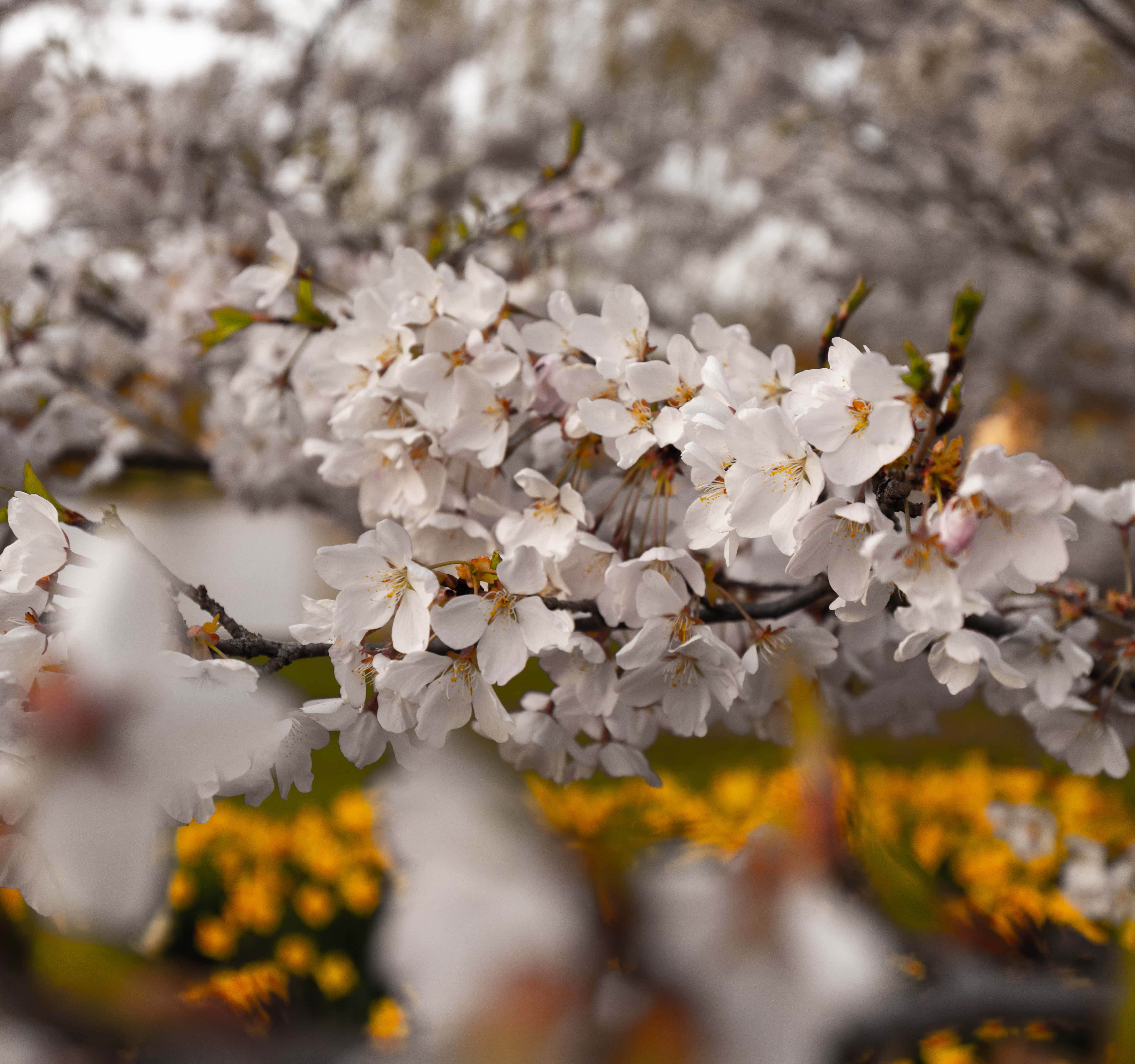 Flowers | AJAV