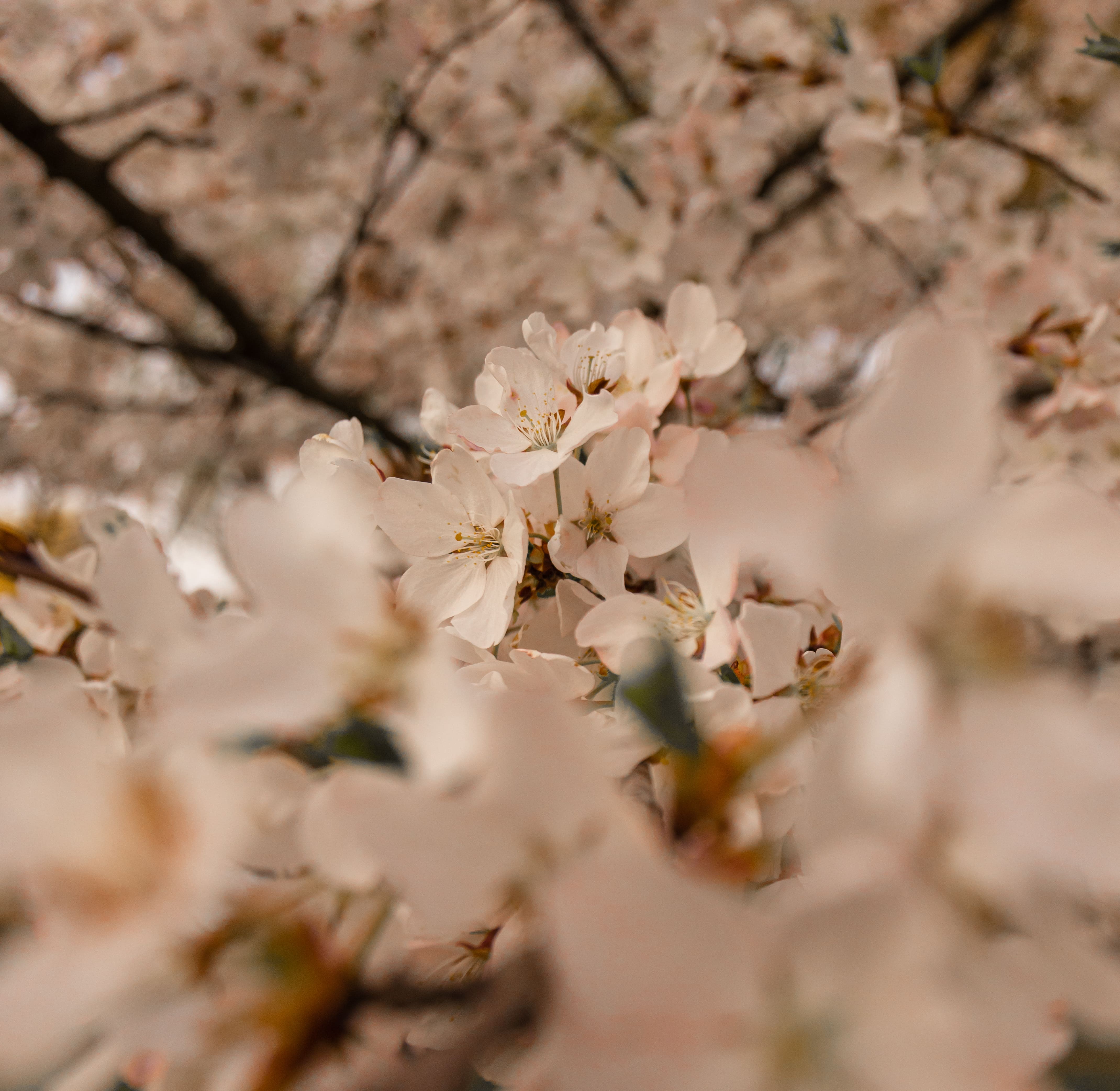 Flowers | AJAV