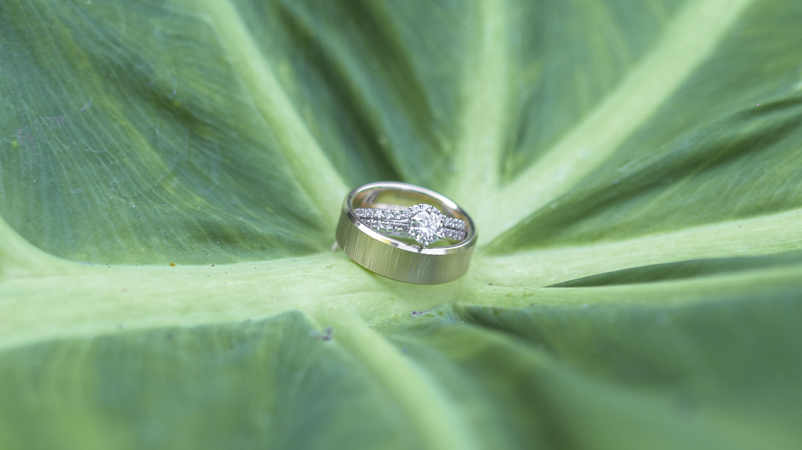 Wedding Rings | AJAV